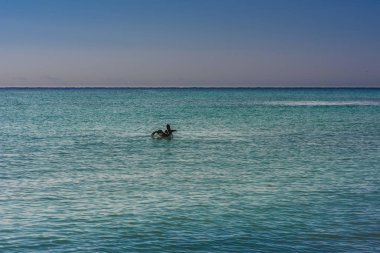 Mavi gökyüzü karşı denize büyük Pelican uçar