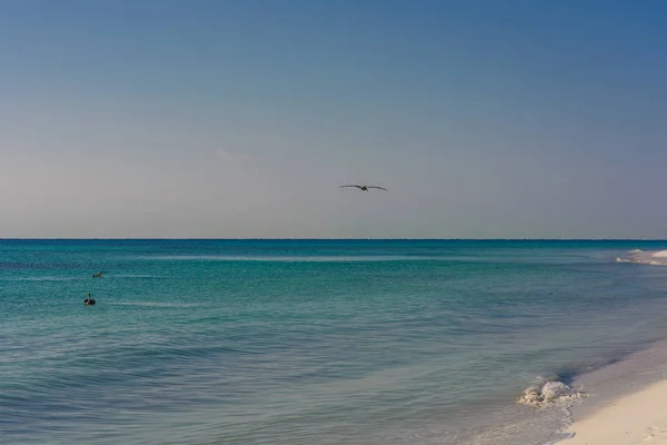 Grande Pelican vola sopra il mare contro un cielo blu — Foto Stock