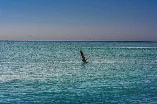 Big Pelican vole au-dessus de la mer contre un ciel bleu — Photo
