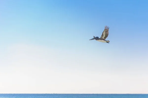 Grande pelicano voa sobre o mar — Fotografia de Stock