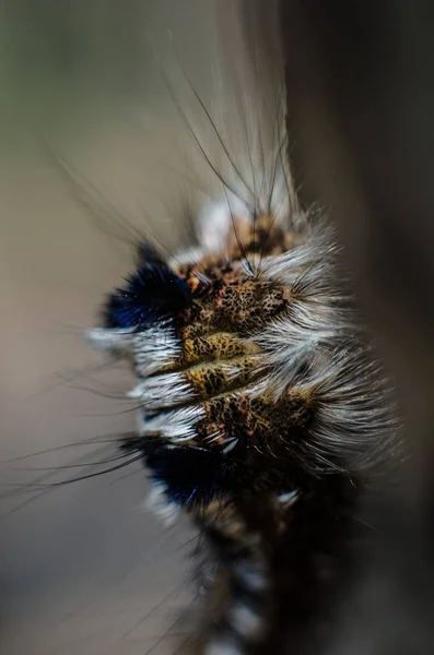 Lagarta da traça de Tussock do Milkweed. — Fotografia de Stock