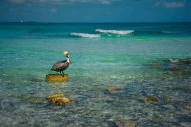 Pelikan masmavi denizin arasında bir taşın üzerinde duruyor