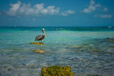 Pelikan masmavi denizin arasında bir taşın üzerinde duruyor