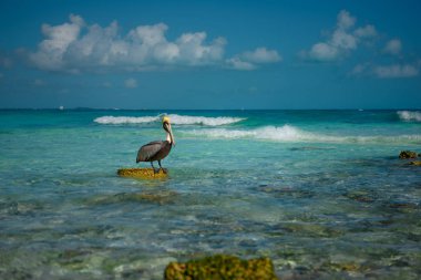 Pelikan masmavi denizin arasında bir taşın üzerinde duruyor