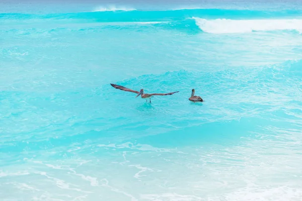 Großer Pelikan fliegt über das Meer vor blauem Himmel — Stockfoto