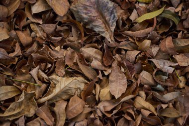Yere düşmüş yapraklar, kahverengi doku yakın çekim.
