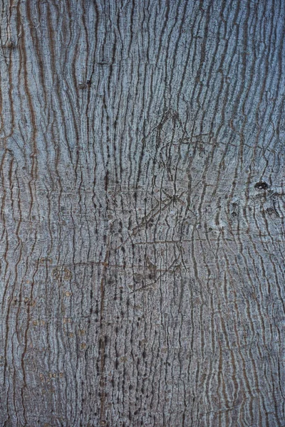 Textura da casca da árvore luz cinza closeup . — Fotografia de Stock