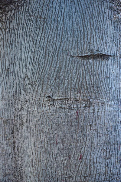 Textura da casca da árvore luz cinza closeup . — Fotografia de Stock