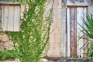 Tuğla duvarda yetişen yeşil yapraklar