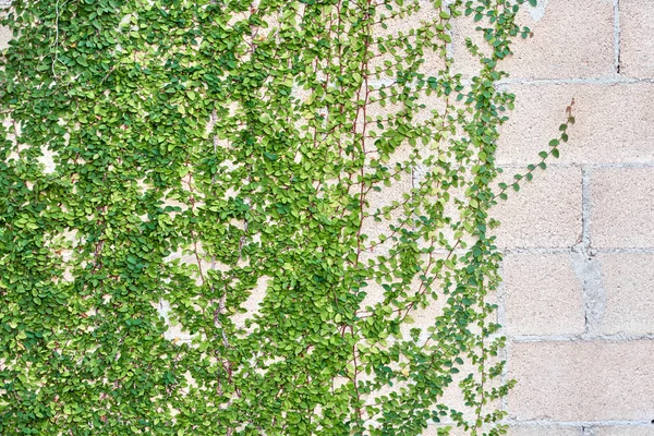 Green leaves growing on a brick wall — Stock Photo, Image