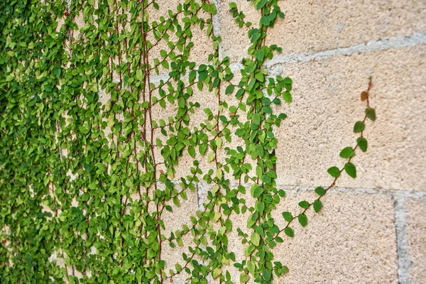 Daun hijau tumbuh di dinding bata — Stok Foto