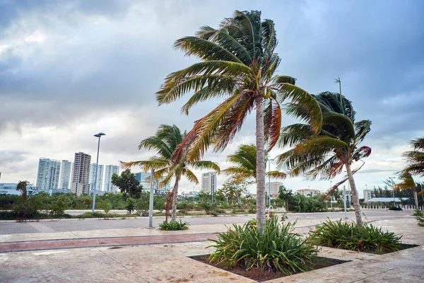 Paysage urbain de Cancun avec palmiers par temps venteux. Mexica . — Photo