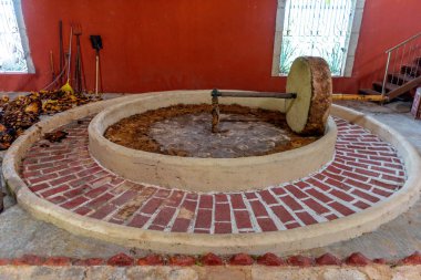 Meksika tekila üretimi için bitki