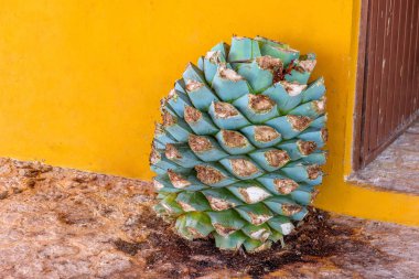 Mavi agav ananas Meksika sarı bir duvara.
