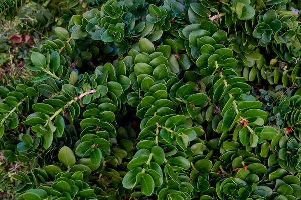 Bush kis sötétzöld levelei egy trópusi növény közeli. — Stock Fotó