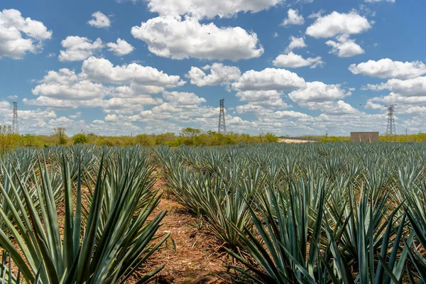 Bidang agave ditanam untuk pembuatan tequila. Meksiko, Quintano Roo . — Stok Foto