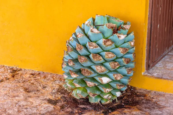 Abacaxis azul agave contra uma parede amarela no México . — Fotografia de Stock