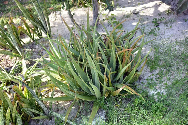 Semak aloe besar tumbuh di habitat alami di Meksiko, Quintano Roo . — Stok Foto