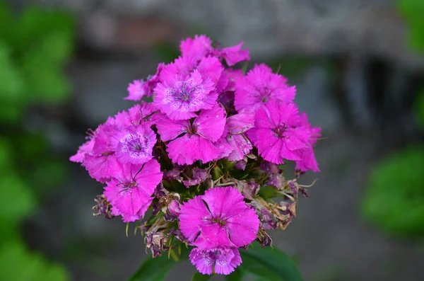 Inflorescencia rosa de claveles primer plano con un fondo verde . — Foto de Stock