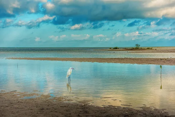 Un petit héron blanc se tient dans la lagune. Egretta garzetta . — Photo