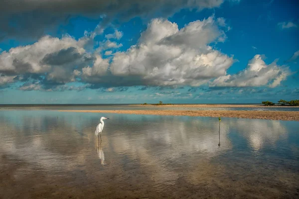 Un petit héron blanc se tient dans la lagune. Egretta garzetta . — Photo