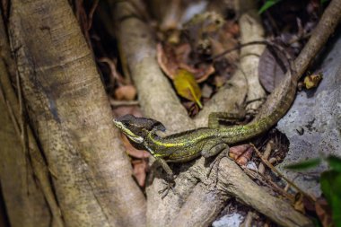 Bir ağacın dallarında Basiliscus vittatus