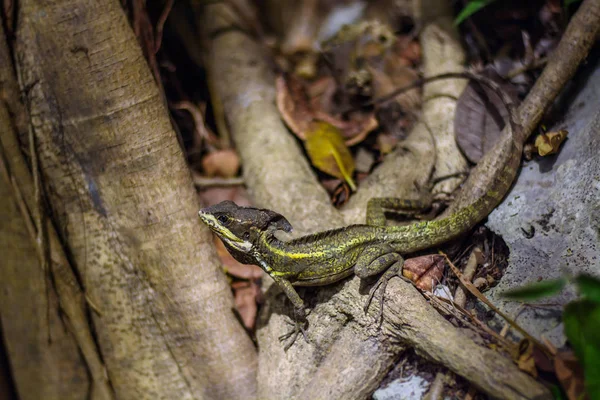 Bir ağacın dallarında Basiliscus vittatus