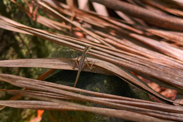 Lagarto marrom pequeno em folhas secas close-up . — Fotografia de Stock