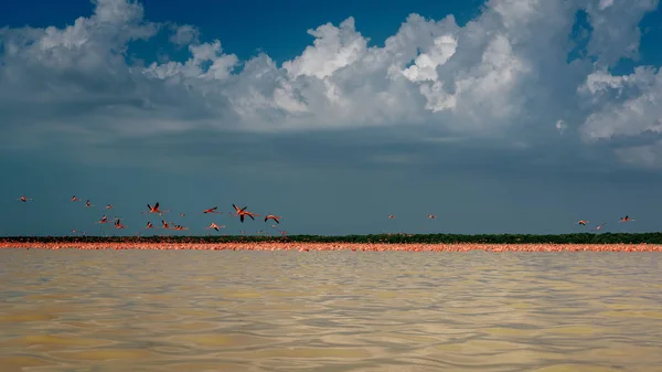 Różnorodność różowych flamingów w parku narodowym Celestun. Meksyk. — Zdjęcie stockowe