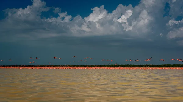 Eine Vielzahl von rosa Flamingos im Celestun Nationalpark. Mexiko. — Stockfoto