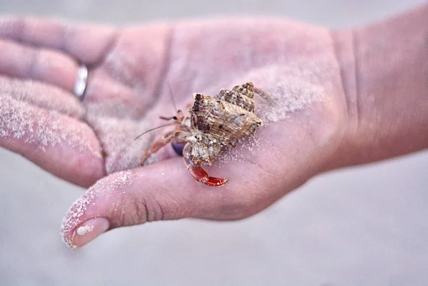 Einsiedlerkrebs mit einer Schale auf der Handfläche. — Stockfoto