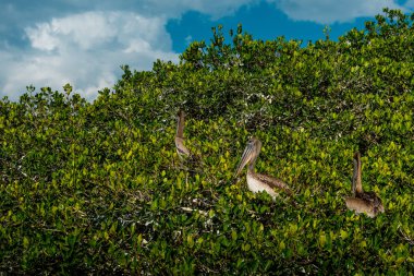 Celestun Milli Parkı'ndaki mangrovlarda pelikanlar ve martılar. Meksika.