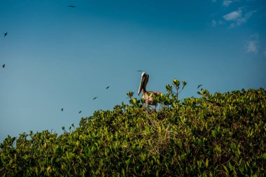 Celestun Milli Parkı'ndaki mangrovlarda pelikanlar ve martılar. Meksika.