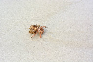 Beyaz kumda sürünen bir kabuk ile bir mit yengeç.