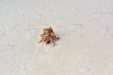 Beyaz kumda sürünen bir kabuk ile bir mit yengeç.