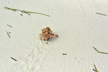 Beyaz kumda sürünen bir kabuk ile bir mit yengeç.