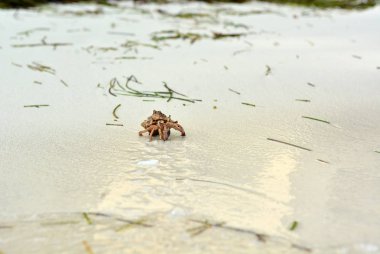 Beyaz kumda sürünen bir kabuk ile bir mit yengeç.