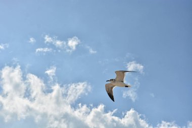 Martı mavi bir gökyüzü arka plan ile uçan