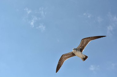Martı mavi bir gökyüzü arka plan ile uçan