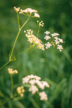 Beyaz kır çiçekleri çok yumuşak bir odak ile eski bir Sovyet lens vurdu.