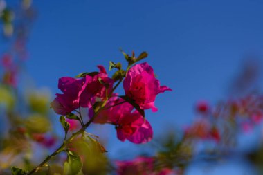 Mor Bougainwell yakın. Bahçede güzel çiçekler.