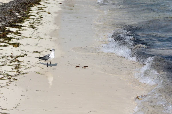 砂浜に立つカモメ。カンクンの藻類の周り. — ストック写真