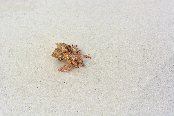 Eine Einsiedlerkrebse mit einer Muschel, die auf dem weißen Sand kriecht. — Stockfoto