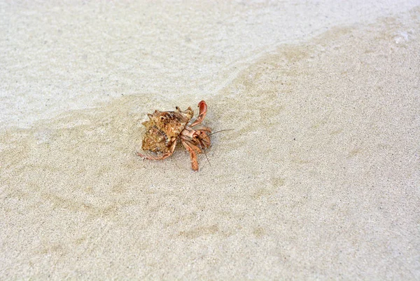 Eine Einsiedlerkrebse mit einer Muschel, die auf dem weißen Sand kriecht. — Stockfoto