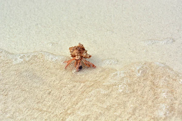 Eine Einsiedlerkrebse mit einer Muschel, die auf dem weißen Sand kriecht. — Stockfoto