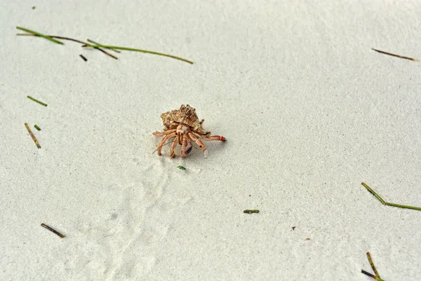 Eine Einsiedlerkrebse mit einer Muschel, die auf dem weißen Sand kriecht. — Stockfoto