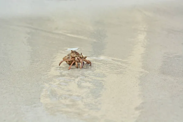 Um caranguejo eremita com uma concha rastejando na areia branca . — Fotografia de Stock