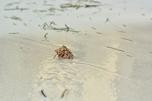 Eine Einsiedlerkrebse mit einer Muschel, die auf dem weißen Sand kriecht. — Stockfoto