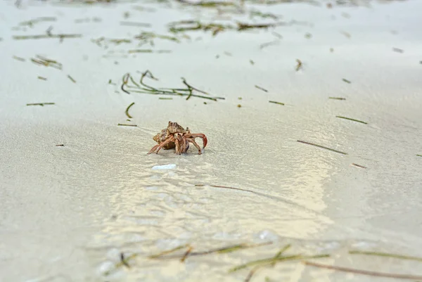 Un cangrejo ermitaño con una concha arrastrándose sobre la arena blanca . —  Fotos de Stock