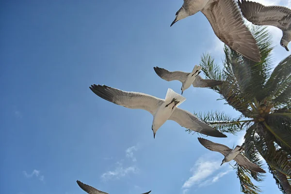 Gull flying with a blue sky background